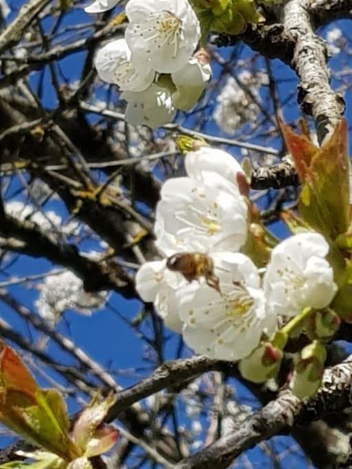 Les Cerisiers Sud-gironde Dans Le Sauternais Meuble De Tourisme 3 Etoiles Preignac
