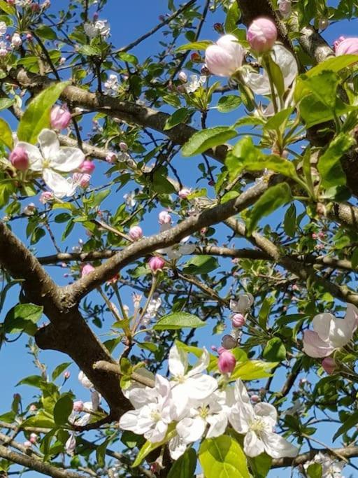 Les Cerisiers Sud-gironde Dans Le Sauternais Meuble De Tourisme 3 Etoiles Hébergement de vacances Preignac