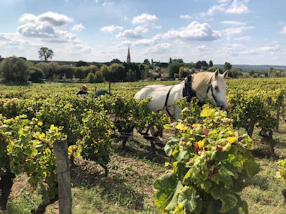 Hébergement de vacances Les Cerisiers Sud-gironde Dans Le Sauternais Meuble De Tourisme 3 Etoiles *